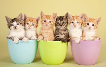 ACANA™ Pet Food Team Announces Nationwide Kitten Cuddler Promotion