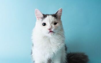 The Basics About Cleft Palate in Cats