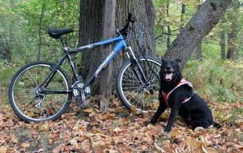 The Basics of Bikejoring With Your Dog