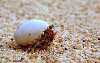 The Benefits of Hermit Crabs in Your Aquarium