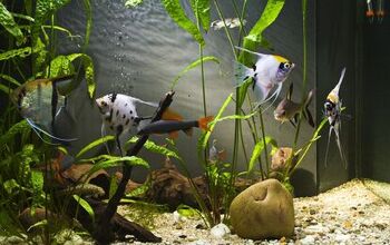 The Best Aquarium Thermometers