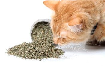 The Best Catnip for Herb-Loving Kitties