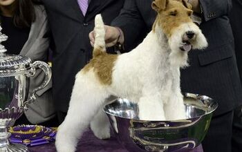 The Best In Show Facts About The Westminster Dog Show