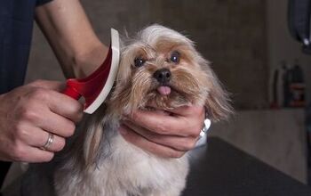 The Importance Of Grooming Your Dog Regularly