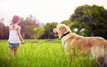 The National Canine Cancer Foundation: Dedicated To Finding A Cure