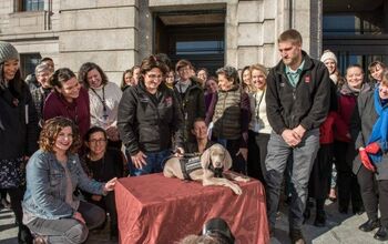 The Nose Knows: Puppy Protects Priceless Artwork in Boston