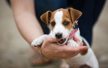 The Official Teething Puppy Survival Guide