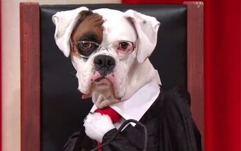 The Solution For Boring Court Programming? Adorable Dog Reenactments! 