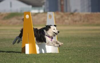 The Superdog Guide To Flyball