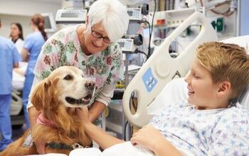 The Sweetest Way to Celebrate National Therapy Animal Day- It’s A Pi