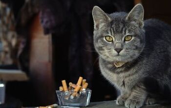 The Unseen Threat: Dangers of Secondhand Smoke for Your Pet