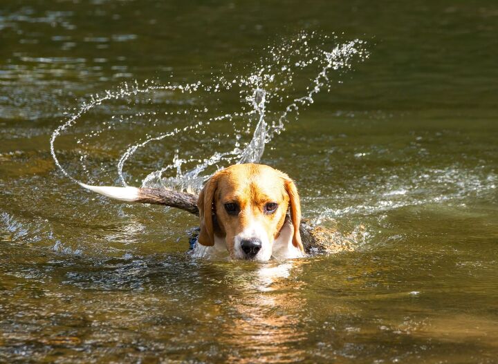 the whopper of all big fish stories, Photo Credit TTL Deez Shutterstock com