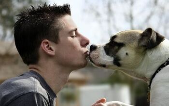 Therapy Dogs May Be The Key To Less Stress And Loneliness At Colleges