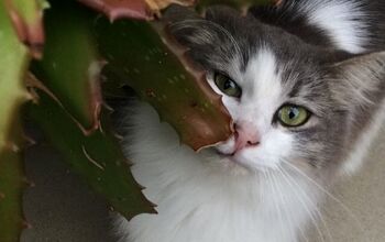 There's a Herd of Cute Cats Living Large in Disneyland