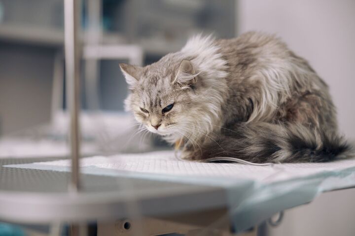 these apps can help detect pain in cats, Friends Stock Shutterstock