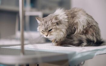 These Apps Can Help Detect Pain in Cats