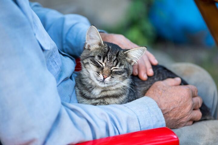 these are the longest living cat breeds study shows, Poberezhna Shutterstock