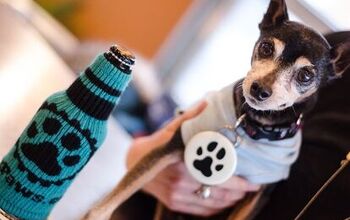 This Brew’s For Bowser: Beer For Dogs Is A Cool, Refreshing Trend