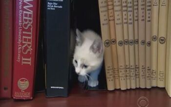 This Cat Library Is A Novel Approach To The Mewey Decimal System