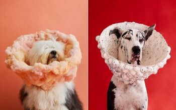 This Dog Photographer Turns Cone of Shame Into Work of Art