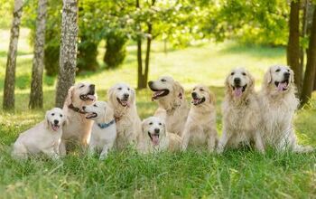 This Farm Offers Cuddle Sessions With A Pack Of Adorable Goldens