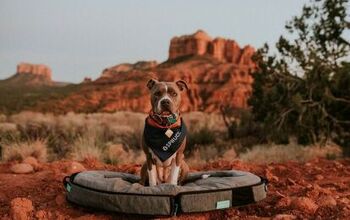 This Pawesome Portable Bed Is A Dream Come True for Furry Adventurers