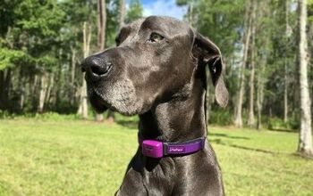 This Smart Collar Could Be Warning You About Dog’s Seizures Via App