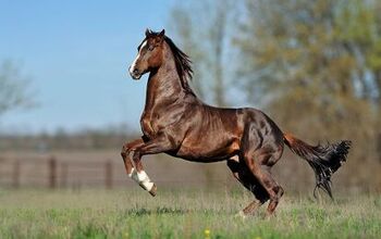 Thoroughbred Horse