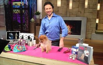 Three Stylish Tips For DIY Dog Grooming Success