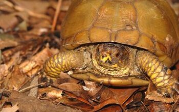 Three-Toed Box Turtle