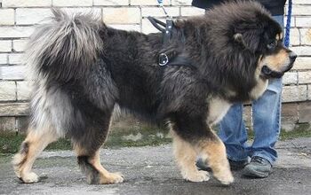 Tibetan Mastiff