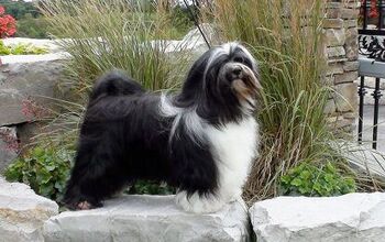 Tibetan Terrier