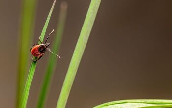 Ticks Can Get on Pets Using Static Electricity