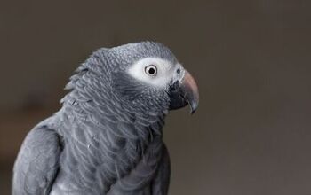 Timneh African Grey Parrot