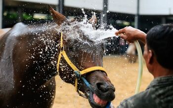 Tips and Tricks on Cooling Down a Horse