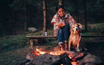 Tips for Camping Solo With Your Dog