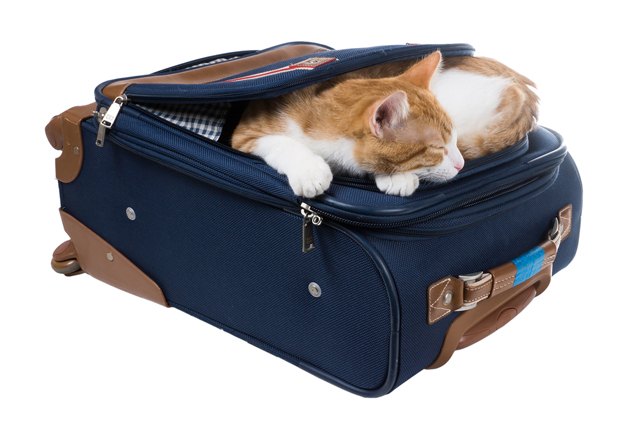 tips for taking your cat on vacation with you