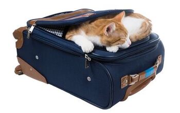 Tips For Taking Your Cat On Vacation With You