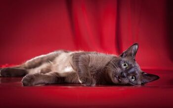 Tonkinese