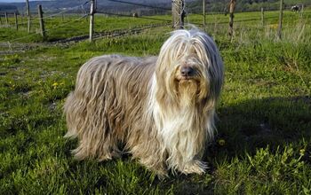 Top 10 Bearded Dog Breeds