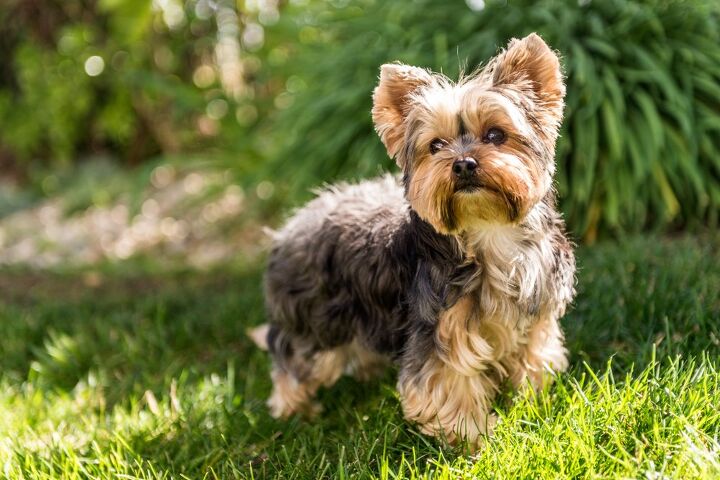 top 10 best breeds to take rving, Steve Bruckmann Shutterstock