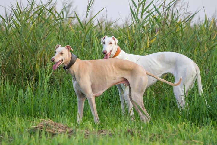 top 10 best breeds to take rving, Ewelina Lesik Shutterstock