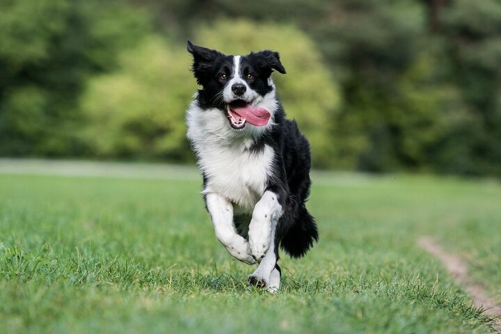 top 10 best breeds to take rving, Aneta Jungerova Shutterstock