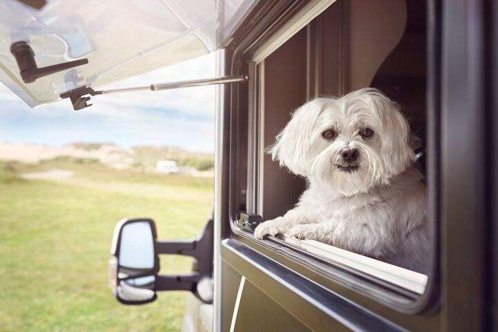 top 10 best breeds to take rving, Brian A Jackson Shutterstock