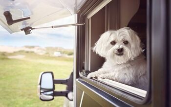 Top 10 Best Breeds to Take RV’ing