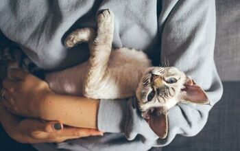 Top 10 Best Cats for Cuddling