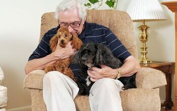 Top 10 Best Dogs for Seniors