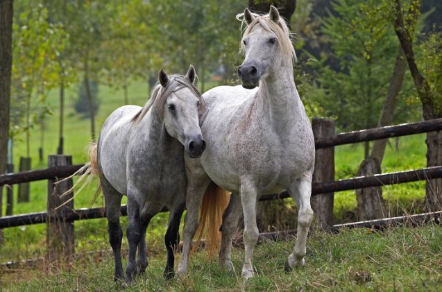 top 10 best gentle horse breeds, slowmotiongli Shutterstock