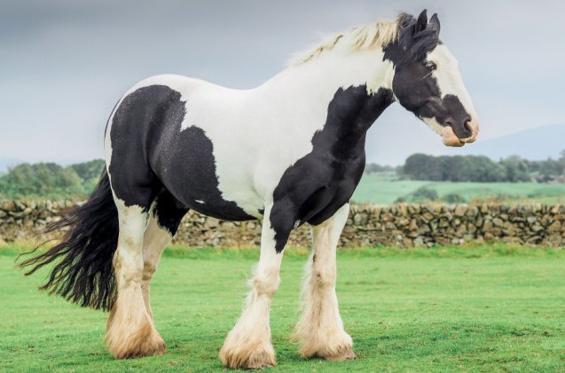 top 10 best gentle horse breeds, Dan Baillie Shutterstock