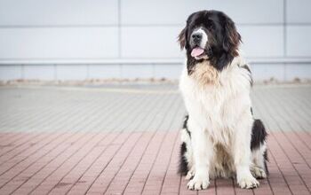 Top 10 Black and White Dog Breeds